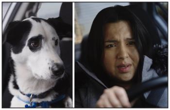 Two photos: At left is a white dog with black ears and black around one eye sits in a car and looks concerned. At right is a woman driving a car and looking anxious and frightened.