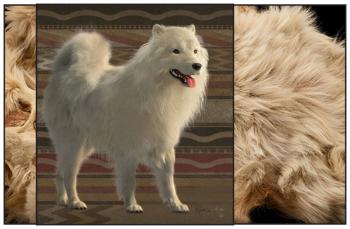 Two photos: In the background is the woolly dog Mutton's actual pelt. In the foreground is a reconstruction of a woolly dog, which looks very similar to a white fox crossed with a Samoyed.