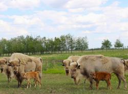 Rare white bison stand in a field. By their sides are two brown bison calves.