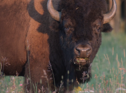 A bull Buffalo is seen grazing on a grassland.